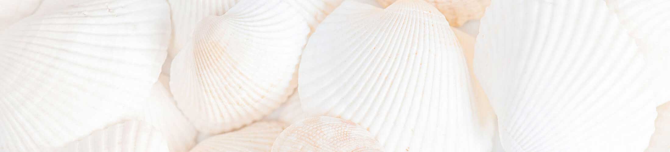 A backdrop of beach shells